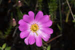 Bartram's rose gentian